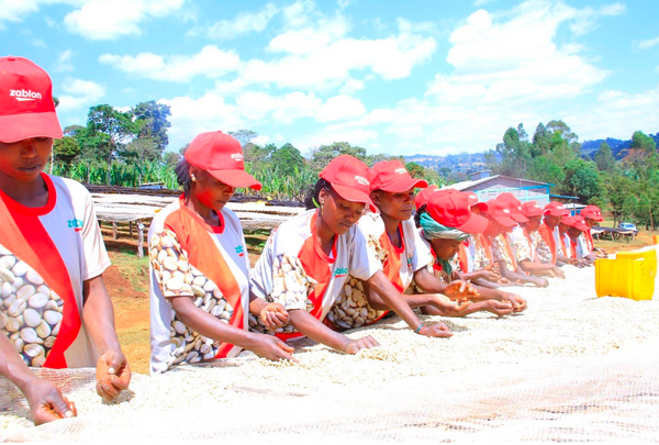 ETHIOPIA // BANKO GOTITI WASHED