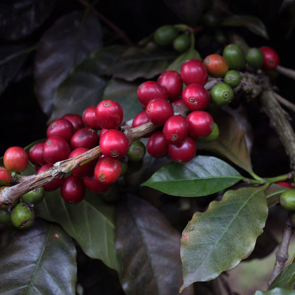 CASCARA COFFEE CHERRY TEA // FINCA SANTA LUCIA